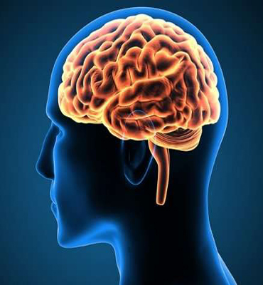 Brain