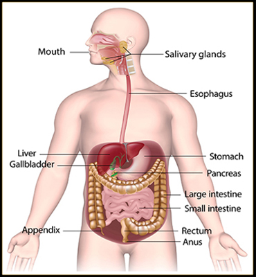 Digestive System