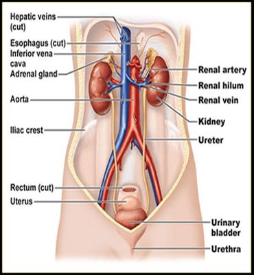 Kidney Disorders